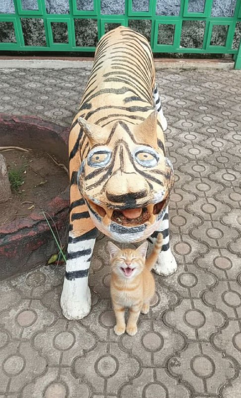 #猫猫