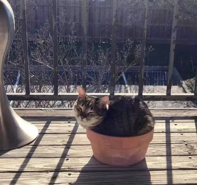 #猫猫
