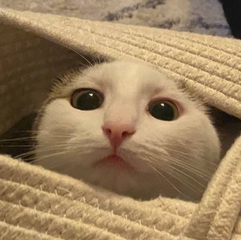 #猫猫
