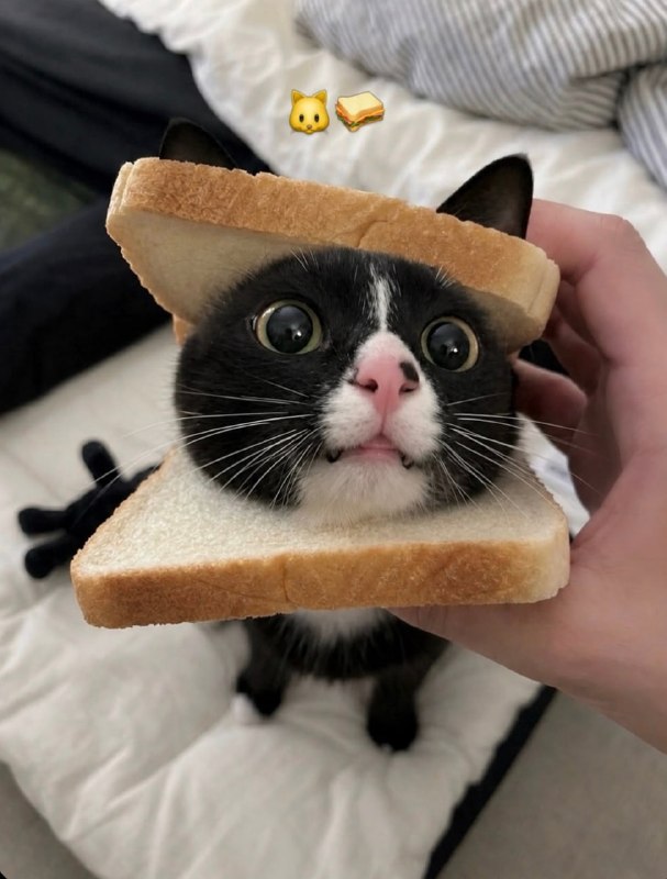 #猫猫