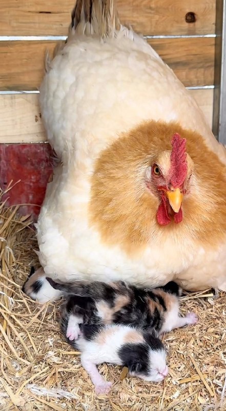 看什么，连你一块孵#猫猫看什么，连你一块孵#猫猫