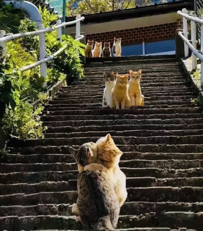 #猫猫