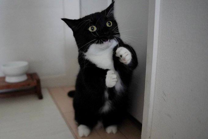 #猫猫