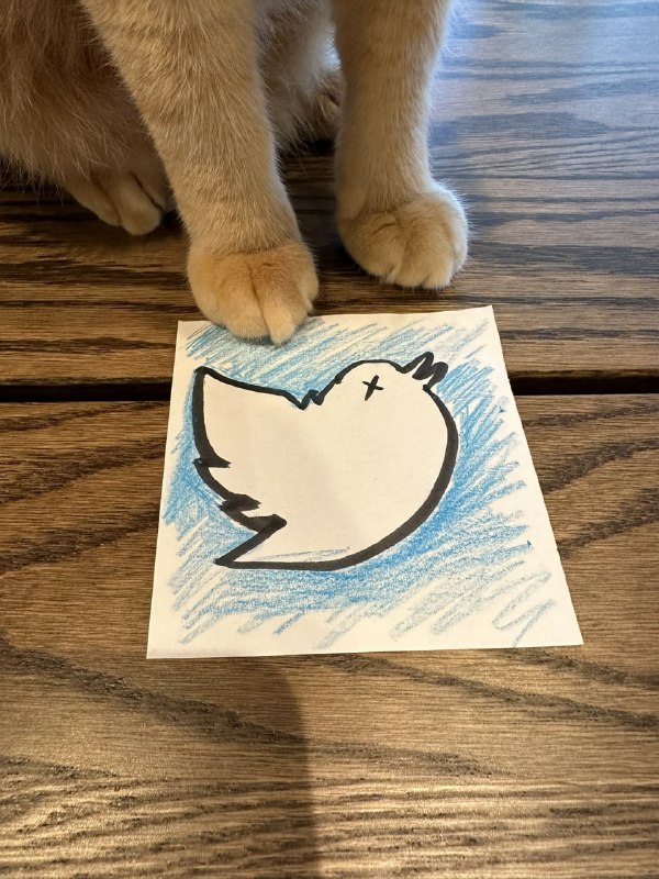 #猫猫