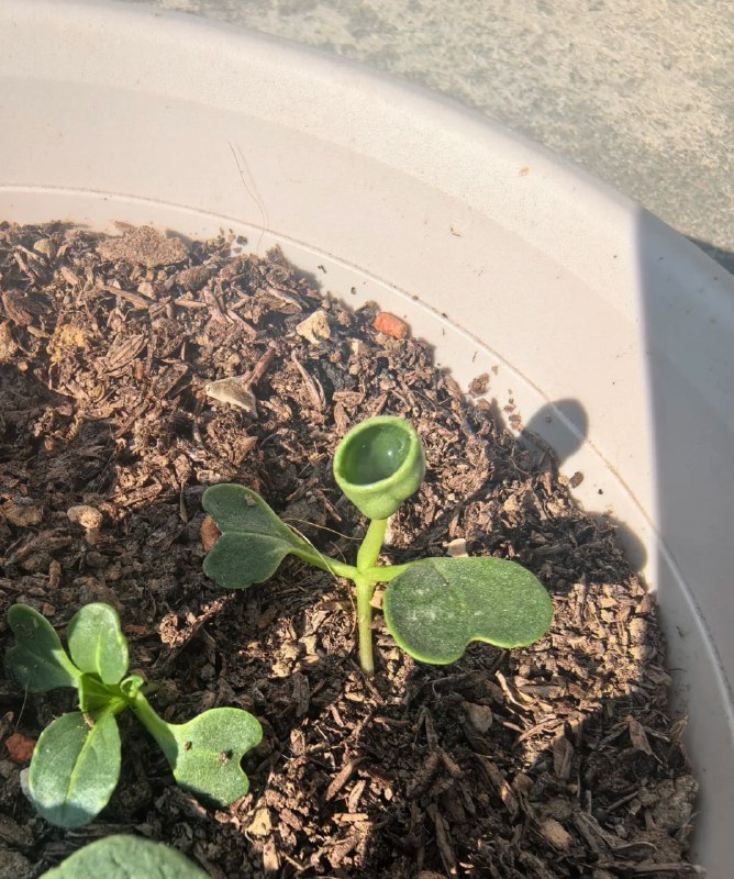 豌豆射手😮