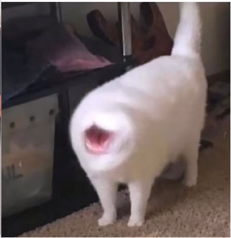 #猫猫