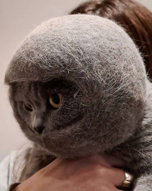 #猫猫 头盔