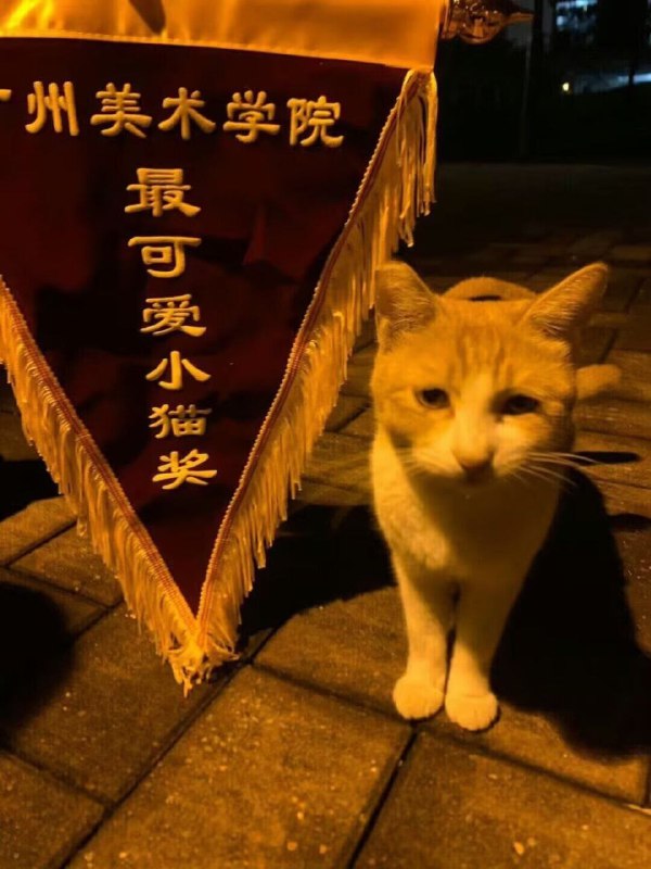 #猫猫