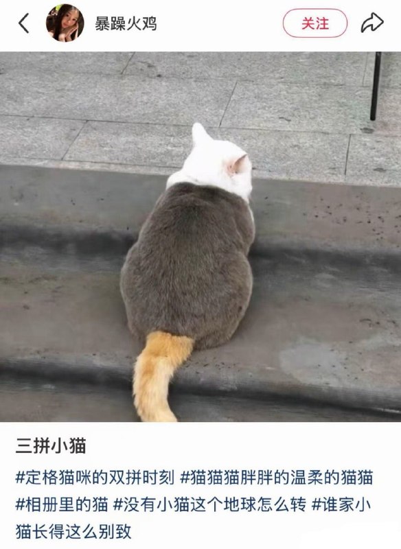 拼好猫#猫猫
