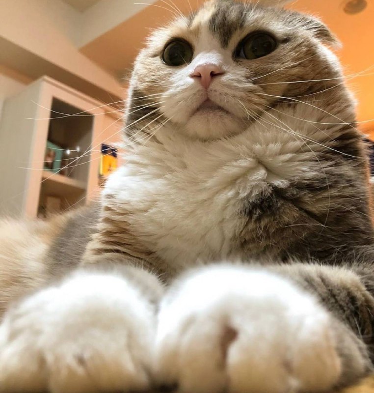 #猫猫#猫猫