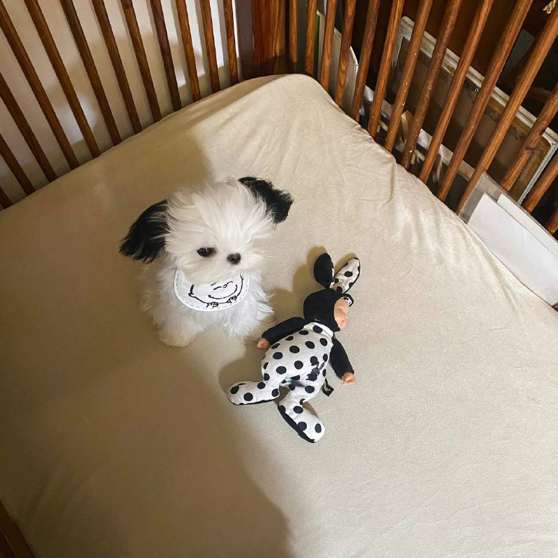#狗狗#狗狗