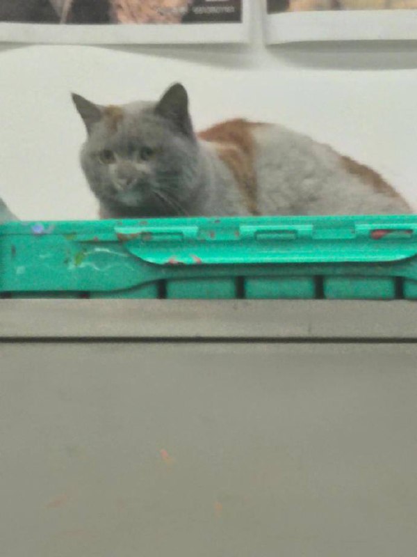 😅#猫猫😅#猫猫