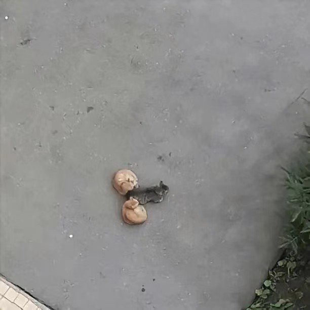 #猫猫