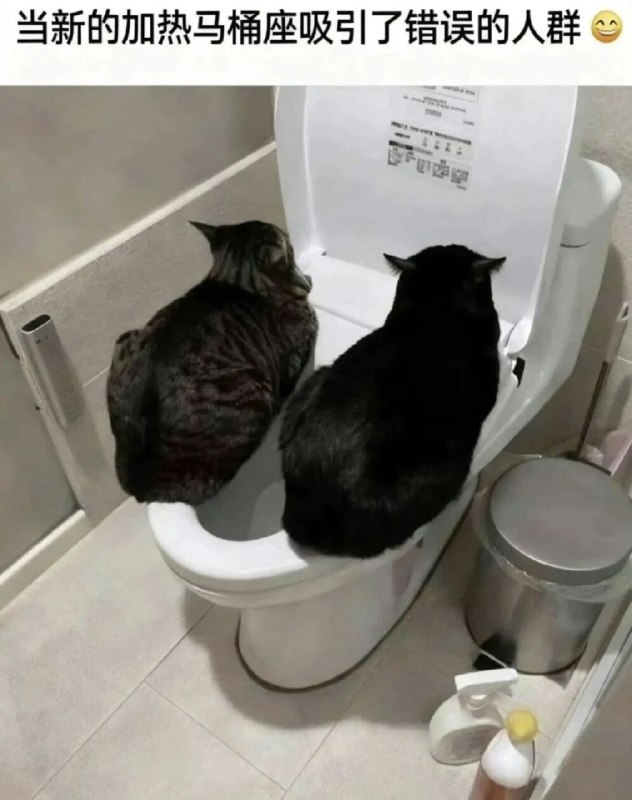 😅#猫猫