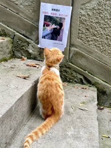 #猫猫#猫猫
