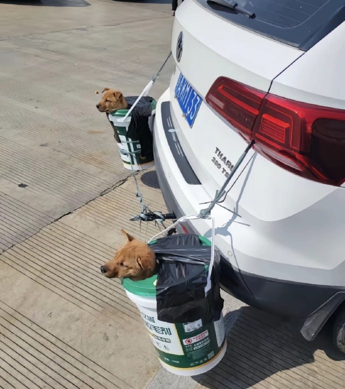 第一批春运回家的狗子们😅#狗狗第一批春运回家的狗子们😅#狗狗