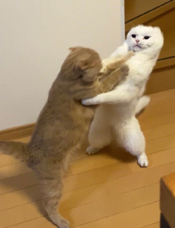 橘猫跟白猫打架，结果白猫被打得脸都快变形了！#猫猫橘猫跟白猫打架，结果白猫被打得脸都快变形了！#猫猫