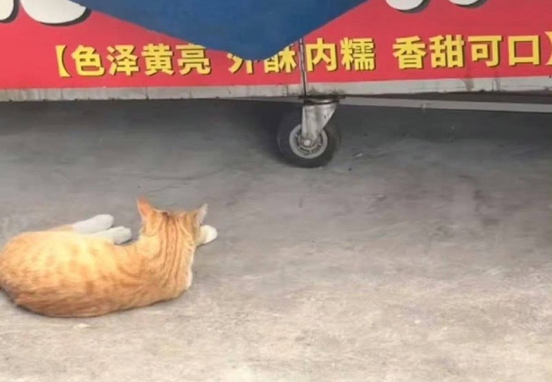 #猫猫