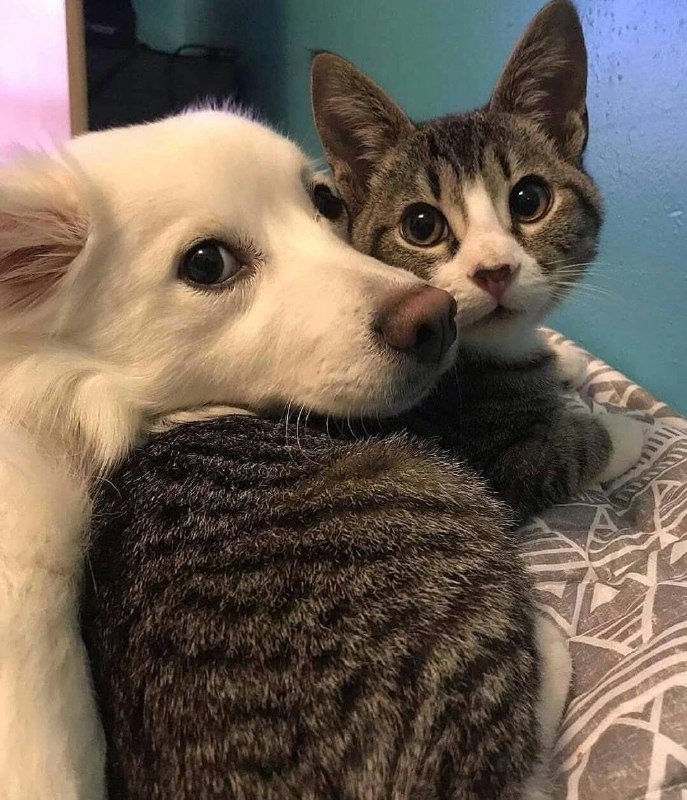 #猫猫 #狗狗