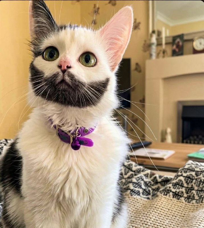 你这小猫咪看起来很豪迈啊😂#猫猫你这小猫咪看起来很豪迈啊😂#猫猫