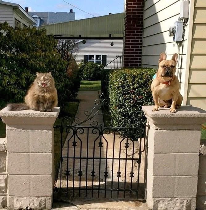 #猫猫 #狗狗