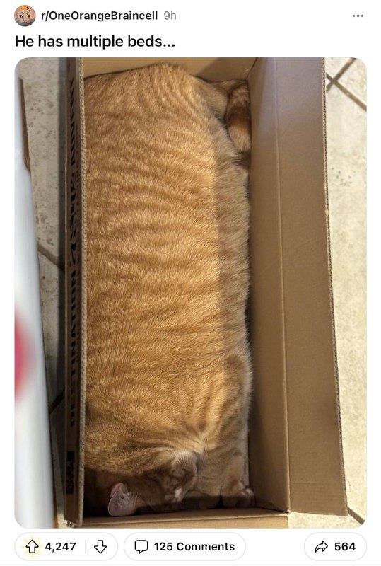 #猫猫