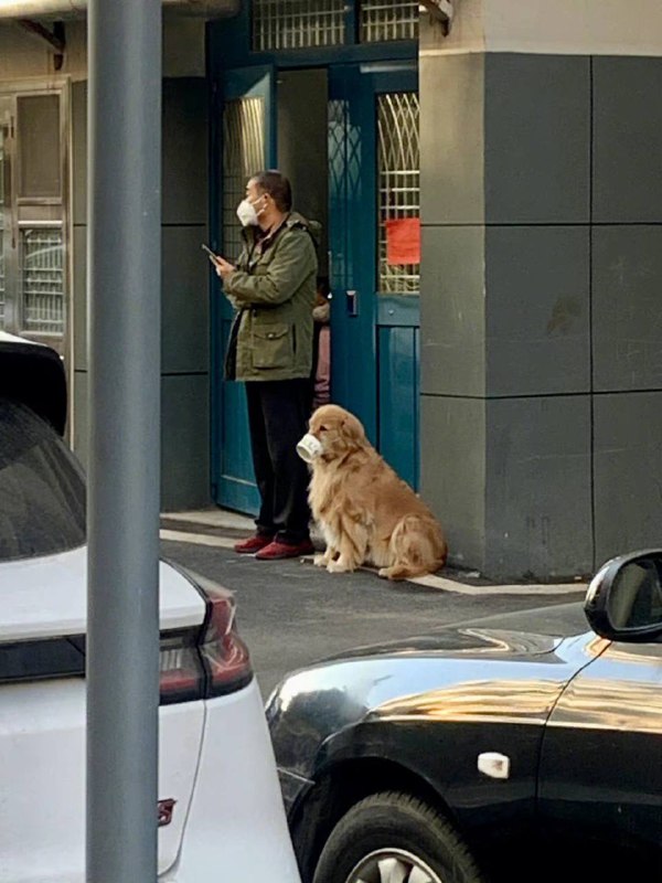 #狗狗#狗狗