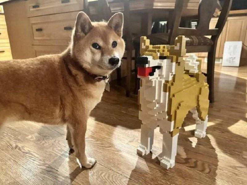 #狗狗