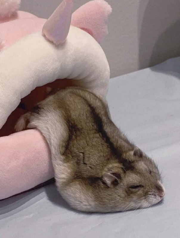 鼠鼠