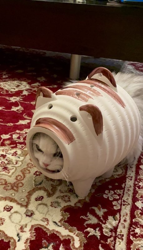 #猫猫