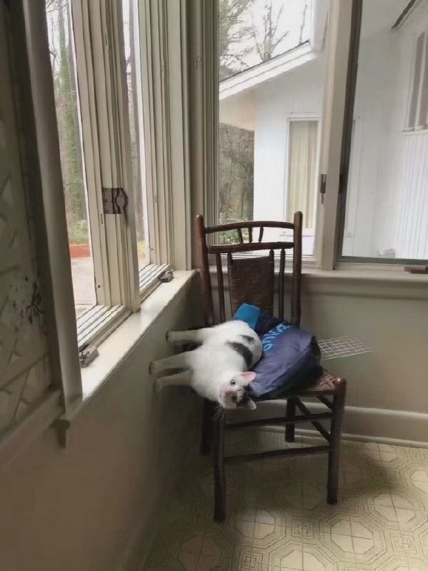 #猫猫#猫猫