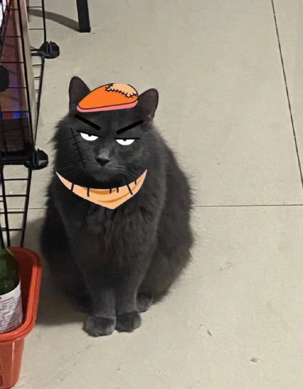 #猫猫 灰太狼