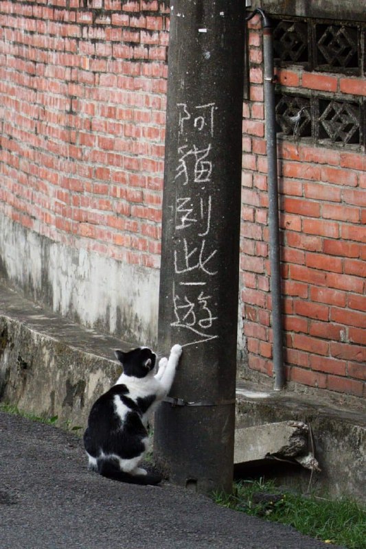 #猫猫