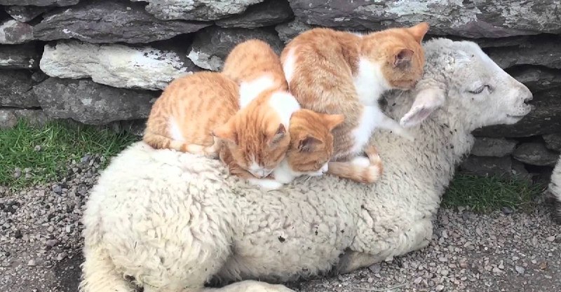 纯羊猫床垫儿纯羊猫床垫儿