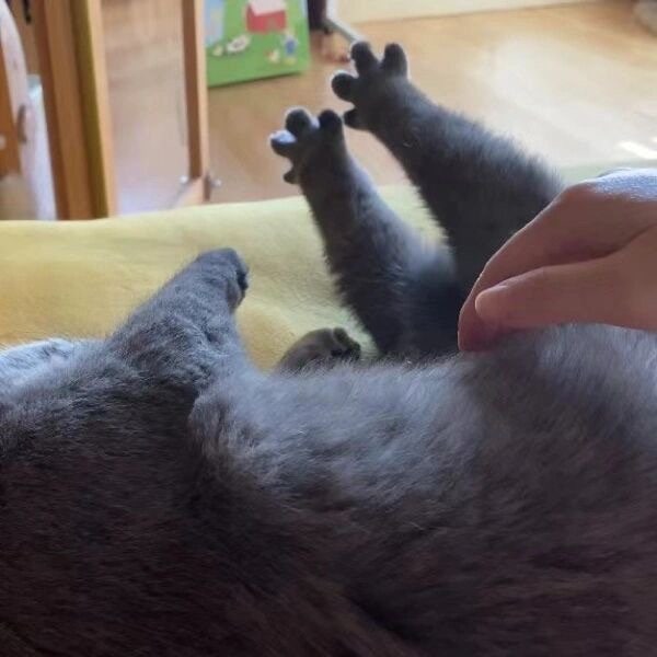 #猫猫#猫猫