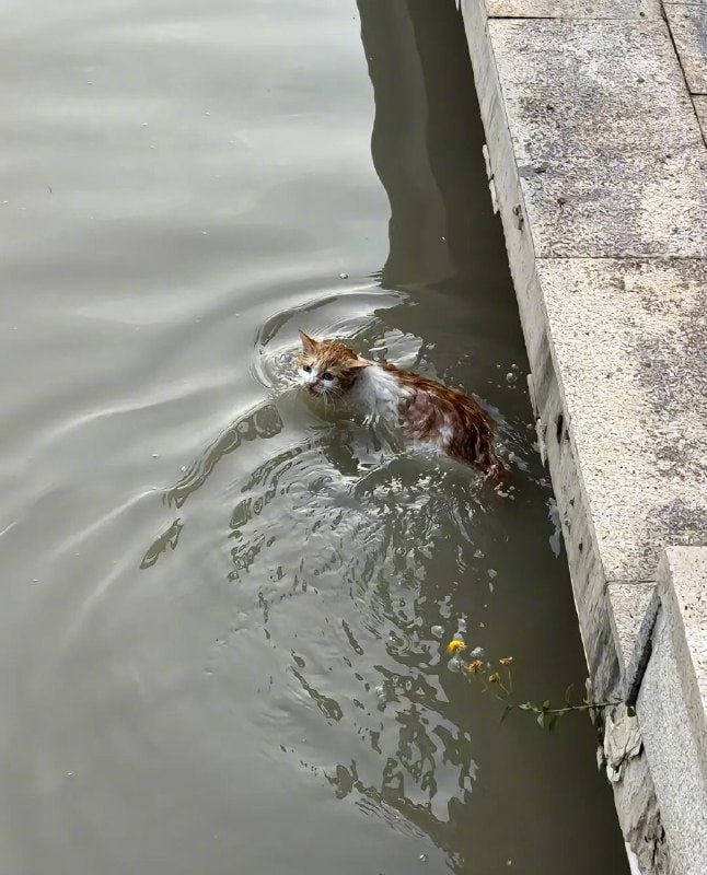 #猫猫#猫猫