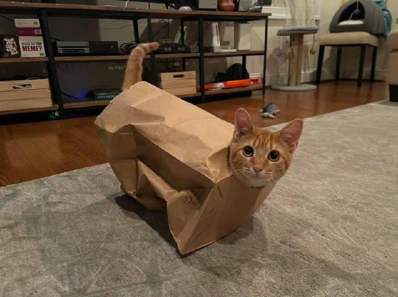 “身体贴图未加载”#猫猫“身体贴图未加载”#猫猫
