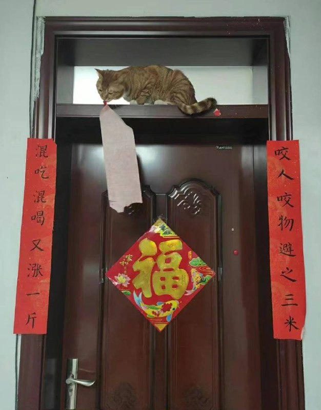 #猫猫