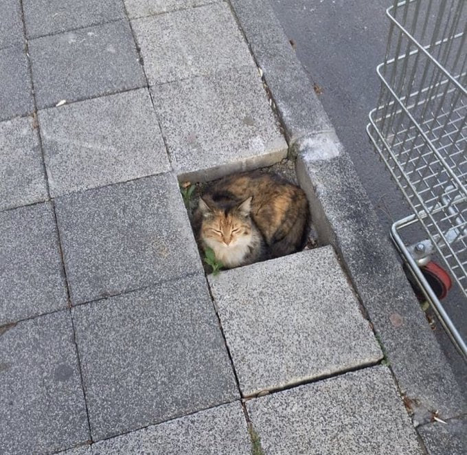 #猫猫