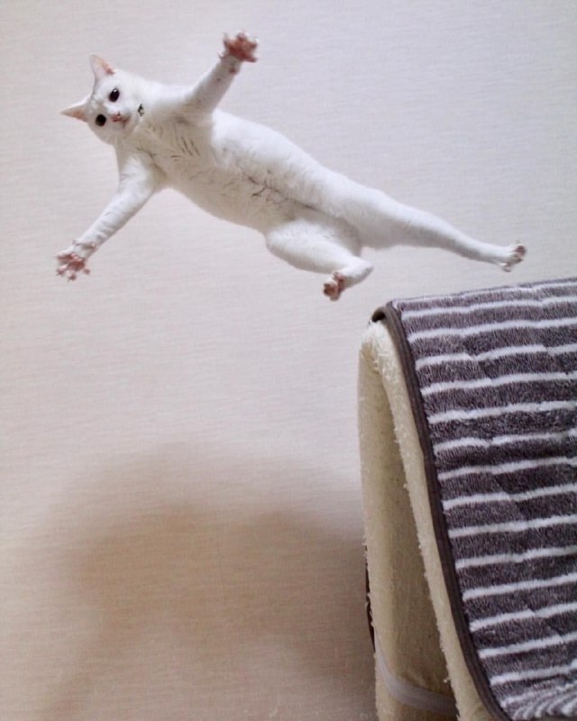 #猫猫