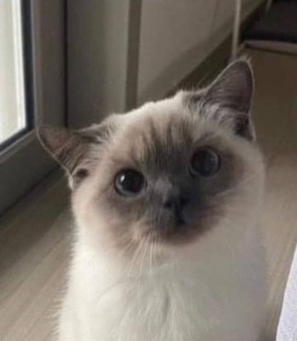#猫猫#猫猫