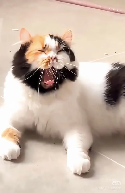 李逵喵😮#猫猫李逵喵😮#猫猫