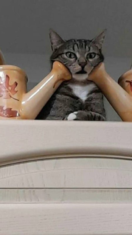 #猫猫