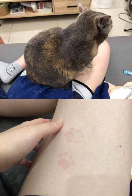 #猫猫