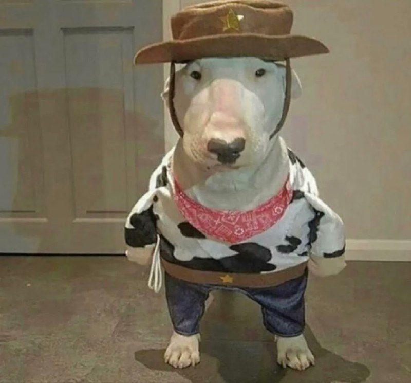 #狗狗