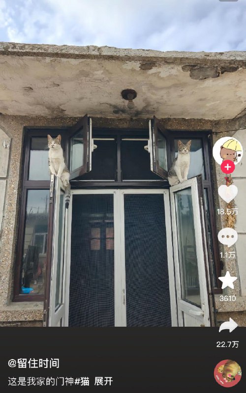 #猫猫