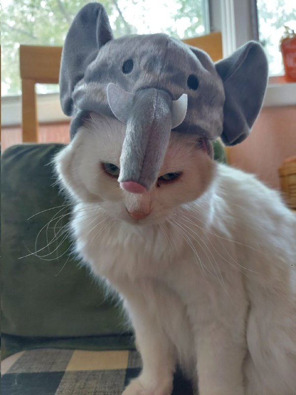 #猫猫