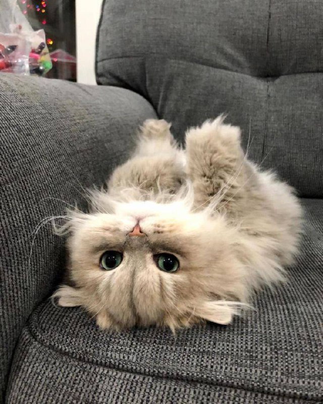 #猫猫