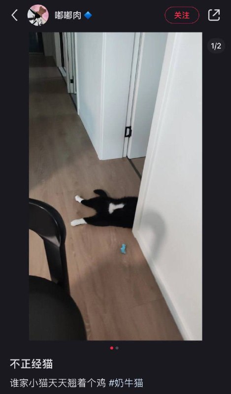 #猫猫#猫猫