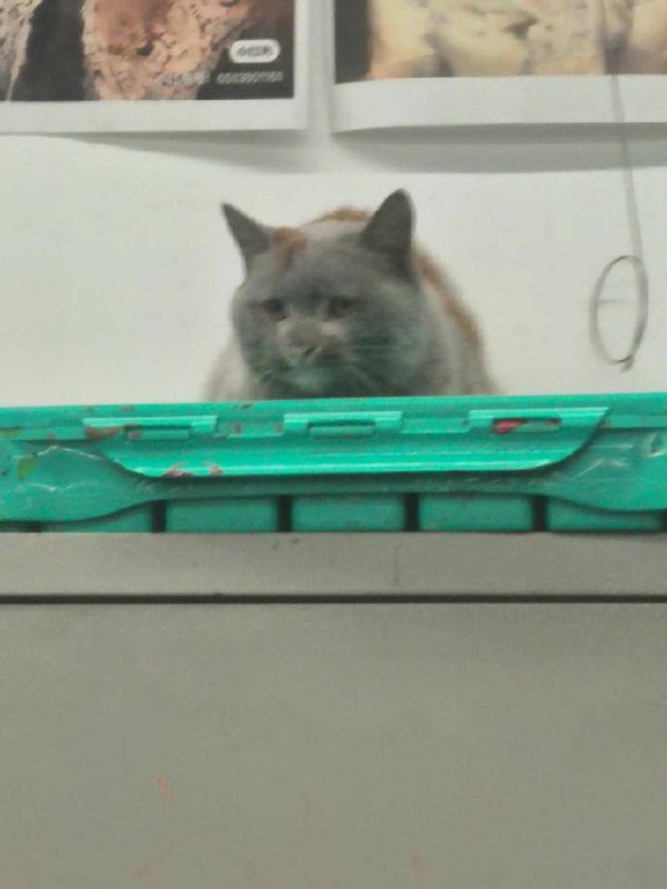 😅#猫猫😅#猫猫